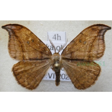 Drepana curvatula (Borkhausen, 1790) male Wycinka zakrzywica Poland4h